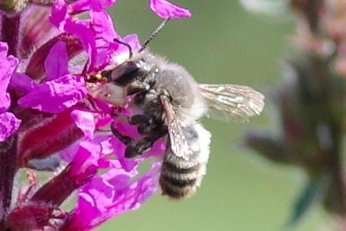 Megachile sp.
